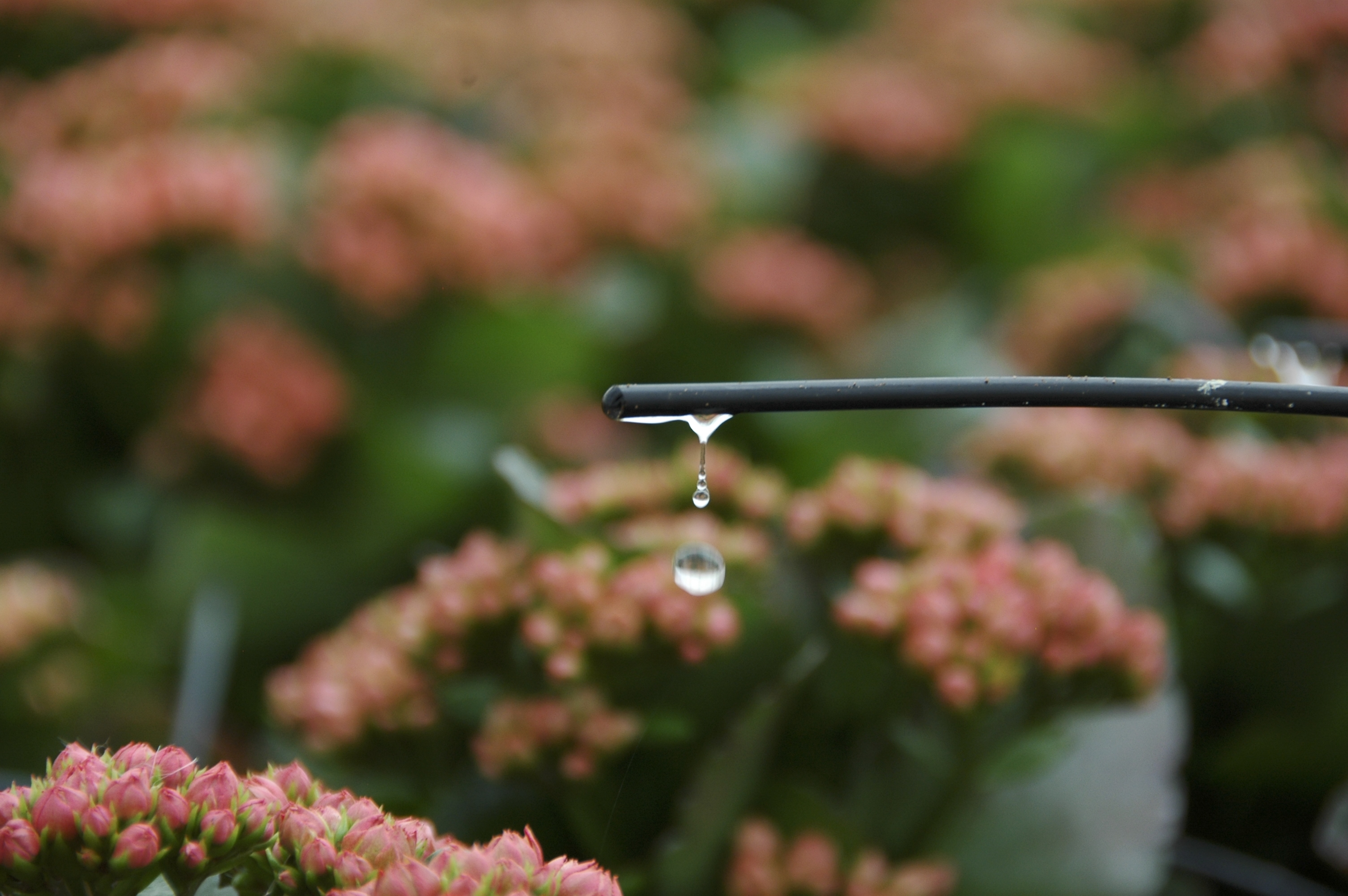 Quy trình dinh dưỡng